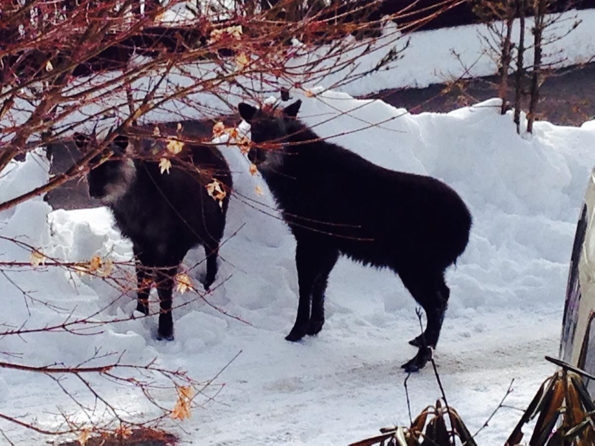 Hotel Andermatt Nagawa Dış mekan fotoğraf